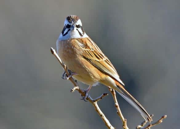 動物図鑑・ホオジロ